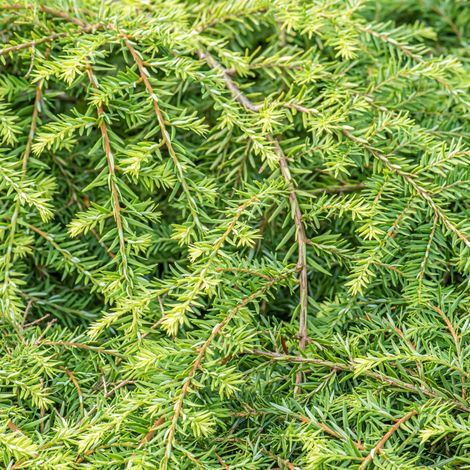 Pruche du Canada Green Globe - Tsuga canadensis Green Globe 20/30cm Pot 2,5L (1/2)