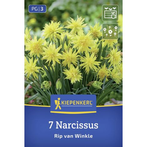 Kiepenkerl Gefüllte Narzisse Rip van Winkle gelb 7 Stück Zwiebeln (1/2)