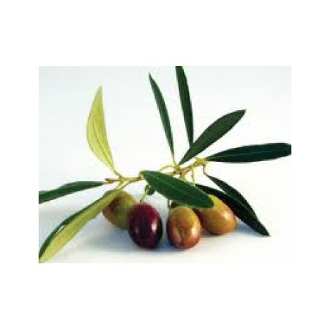 Planta de Olivo. Variedad Picual. Altura 80 - 100 Cm Aproximado