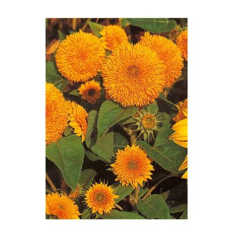 SOLEIL GEANT CALIFORNIE - 3 G