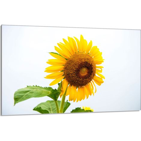 Glasherdschutzplatte 80x52 Blume (1/5)