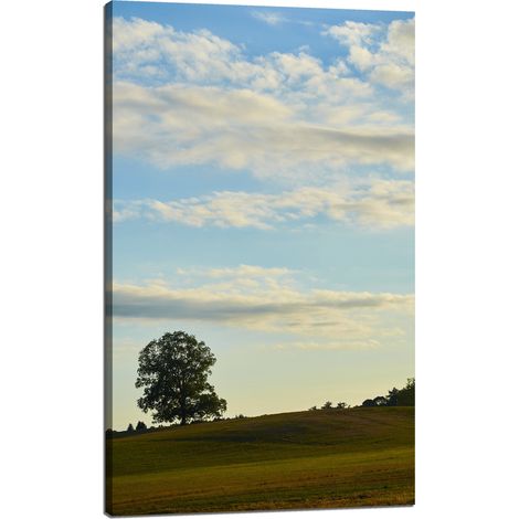 Lienzo impreso Naturaleza Árbol en un campo 60x100 cm Cielo Pradera Nubes