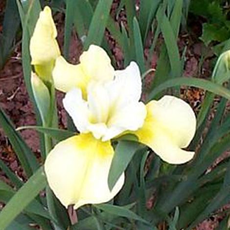 4 x Iris de Sibérie - Iris 'Butter And Sugar' - godet 9x9 cm (1/4)