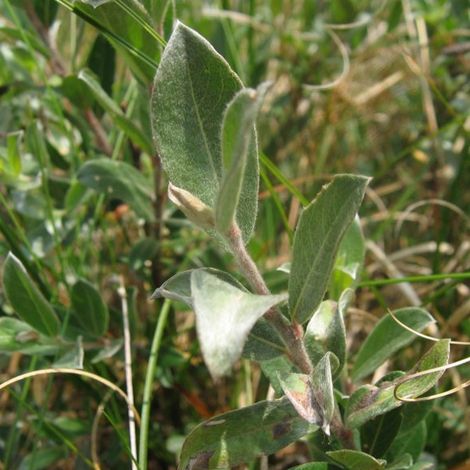 Saule rampant - Salix repens - 50-60 cm pot