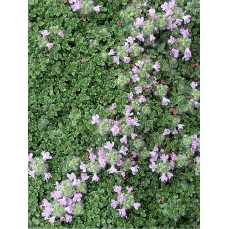 Thym serpolet 'Elfin' Pot de 2L/3L