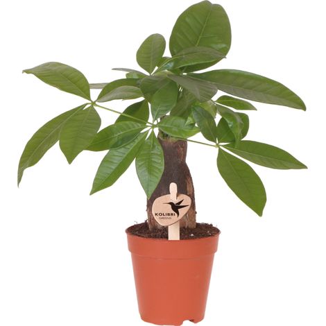 Pachira Plante Verte d'Intérieur Facile d'Entretien Arbre de la Chance Pot Ø 9 cm - PANGIVO