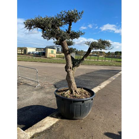 Albero di Ulivo Bonsai Secolari FOTO REALI ritiro in zona Altamura (BA)