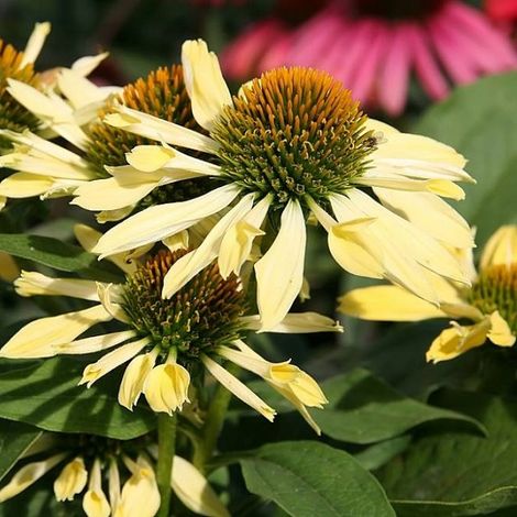 4 x Rudbeckia pourpre - Echinacea purpurea 'Sunrise'  - godet