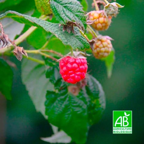 Framboisier 'Meeker' BIO (Rubus idaeus 'Meeker') (1/5)