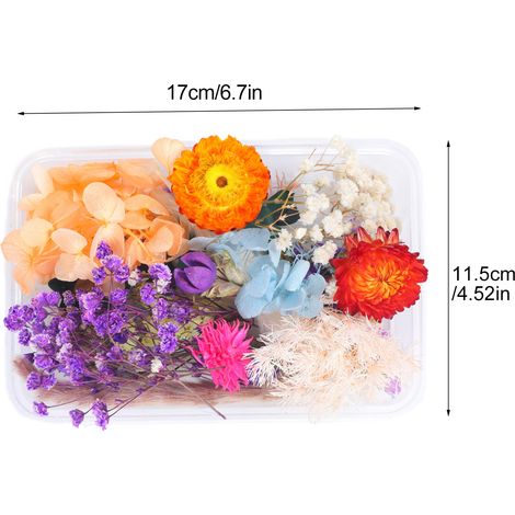 Lot aléatoire de 7-10 fleurs séchées stabilisées, kit de fleurs pressées naturelles, vrai bouquet sec (17x11.5 cm) (1/5)