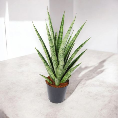 Gardenaria Sansevieria trifasciata 'Pineapple' - Pianta da interno ornamentale - Altezza: 40 cm (vaso 12) (1/4)
