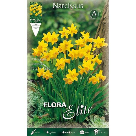 NARCISO CYCLAMINEUS TETE A TETE (CONFEZIONE DA 5 BULBI)