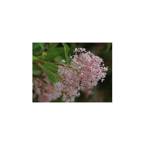 pianta CEANOTHUS X PALLIDUS MARIE SIMON