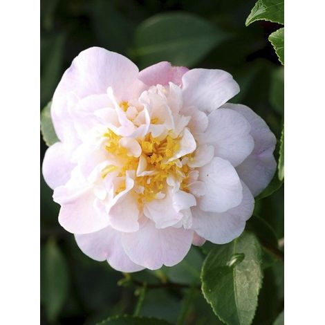 Camélia champêtre 'High Fragrance' Pot de 3L/4L (1/2)