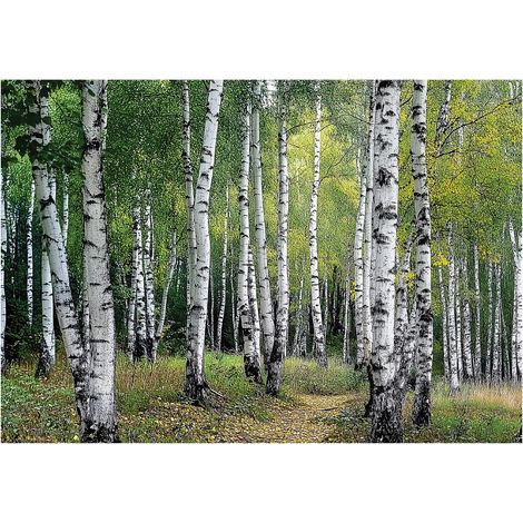 Papier peint mural 3D forêt bouleaux arbres intissé grand format design intérieur salon chambre pas cher 150x105 cm (1/5)