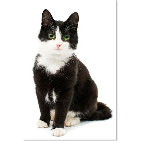 Affiche animaux shooting chat noir et blanc - 40x60cm - made in France (1/5)