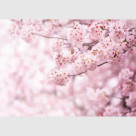 Papier peint intissé - Sakura en fleurs - 375x270 cm (1/2)