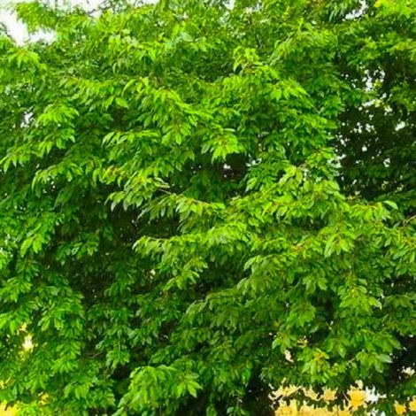 Merisier (Prunus avium) (1/4)