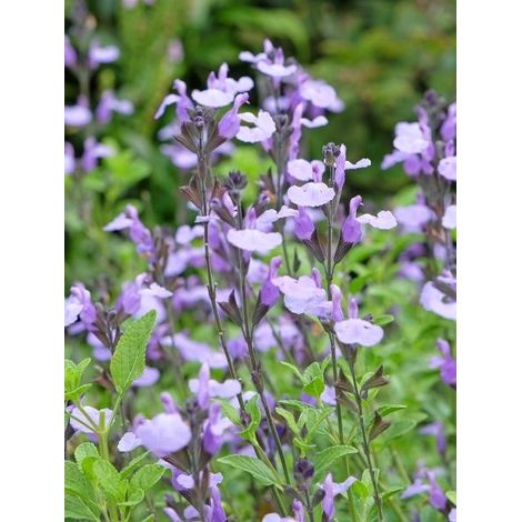 Sauge arbustive 'So Cool Pale Blue' Godet de 8/9 cm (1/2)