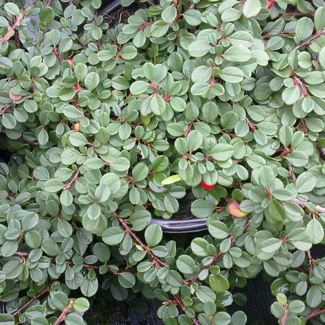 Cotonéaster à petites feuilles 'Streib's Findling' - 15-20 cm pot