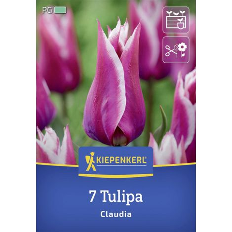 Kiepenkerl Herbstblumenzwiebel Lilienblütige Tulpe Claudia 7 Stück (1/2)