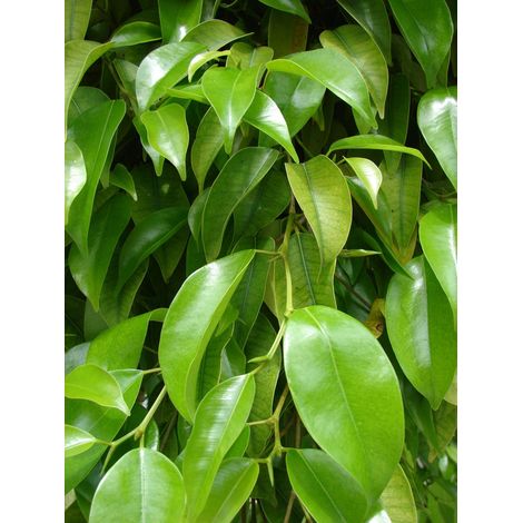 FICUS VASO 17CM