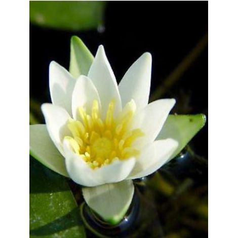Nénuphar nain 'Alba' Pot de 1L/1,5L (1/4)