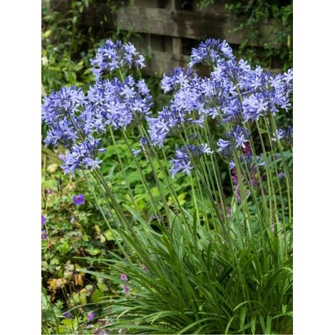 Agapanthe 'Blue Giant' Godet de 8/9 cm (1/2)