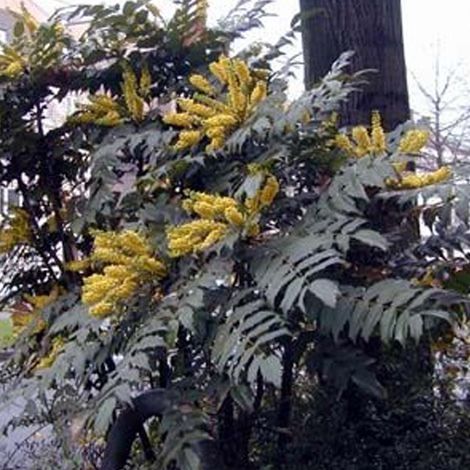 Mahonia du Japon 'Bealei' - 50- 60 cm pot