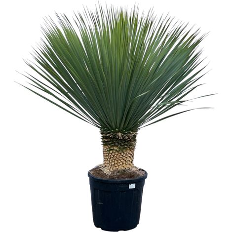 Yucca Rostrata Plante Exotique d'Extérieur et Intérieur Tronc Robuste Hauteur 140 cm Ø45 cm - PANGIVO