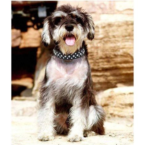 Collier réglable pour chien avec strass et cristaux brillants pour chiens de petite et moyenne taille (moyen, noir) (1/5)