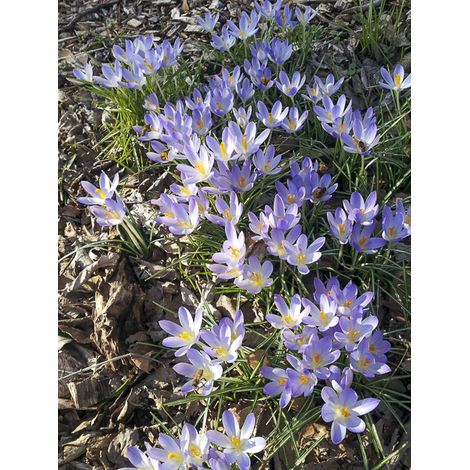 Crocus du paysan 'Lilac Beauty' Bulbe calibre 5+ (par 25) (1/2)