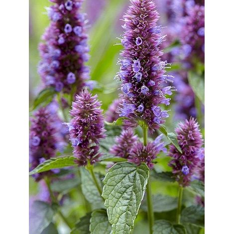 Agastache 'Beelicious Purple' Godet de 8/9 cm (1/3)