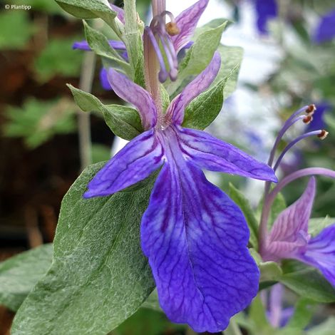 Germandrée arbustive 'indyho' Godet de 8/9 cm