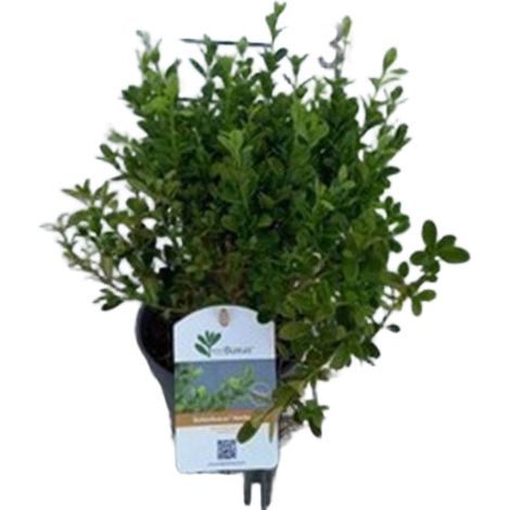 BetterBuxus® Heritage 'Heritage' - Boule pot 30/+ cm