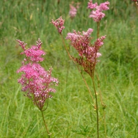 4 x Reine des près - Filipendula purpurea  - godet 9x9 cm