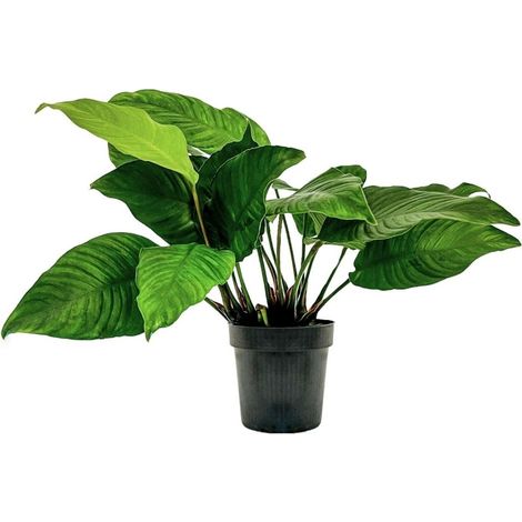 Mutterpflanze Aquariumpflanze Anubias heterophylla Topf Nr.302 XL