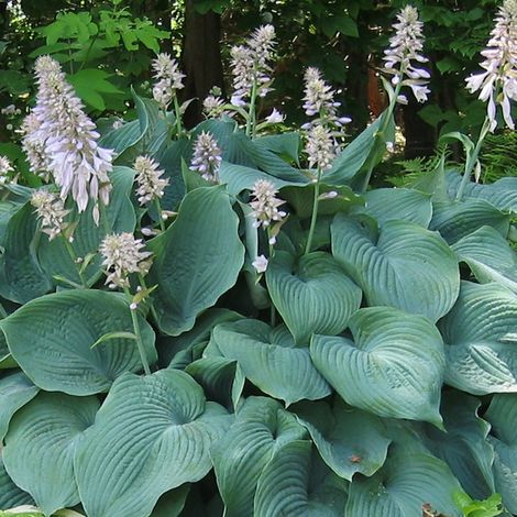 4 x Hosta 'Blue Angel' - godet 9x9 cm