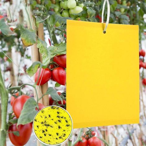 Pièges à insectes, plaques collantes jaunes, pièges à insectes double face, répulsif à insectes, -50 pièces- 2015cm (1/5)