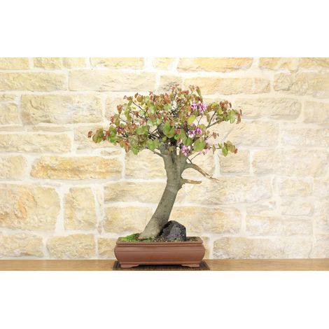 Bonsai di Cercis - Albero di Giuda (62) (1/5)