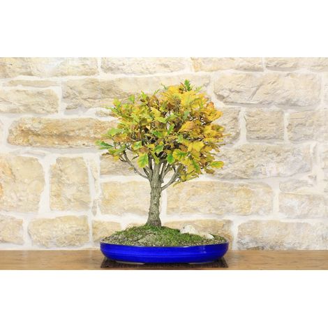 Bonsai di Quercia Roverella (21) (1/5)