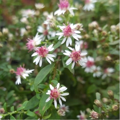 4 x Aster lateriflorus 'Prince' - godet 9x9 cm (1/5)