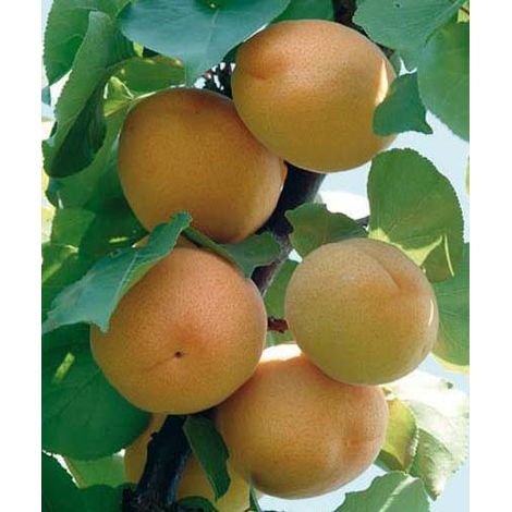 Albicocco Precoce di Imola - Prunus armeniaca Fruit Plant Real Photos