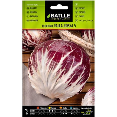 Chicorée PALLA ROSSA 5