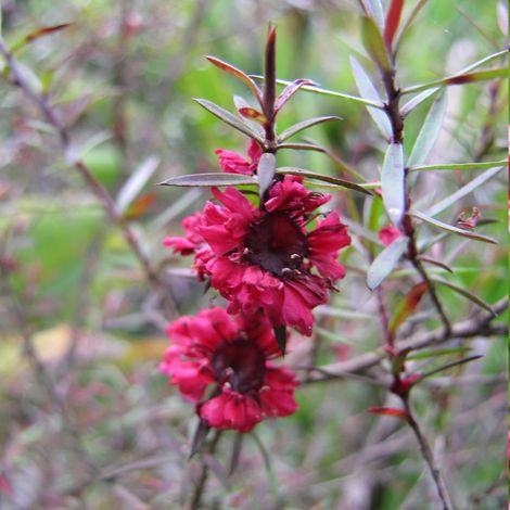 Leptospermum Red Damask, Arbre à thé/Pot de 3L - 20/40 cm