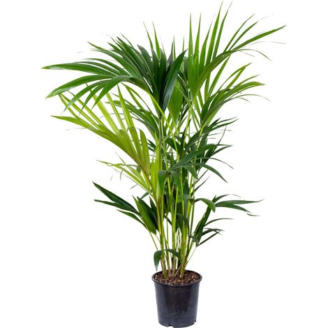 Bloomique - Howea Forsteriana - Palmier Kentia - Plantes d’intérieur - Dépolluante - Sans danger pour les animaux - Hauteur 80-100 cm - Pot 19 cm (1/5)