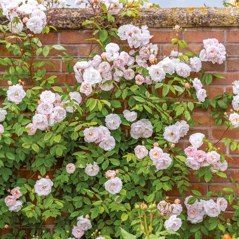 Gardenaria Rosa 'The Lady of the Lake' - Rosa da giardino - Altezza: 40/50 cm (vaso20)