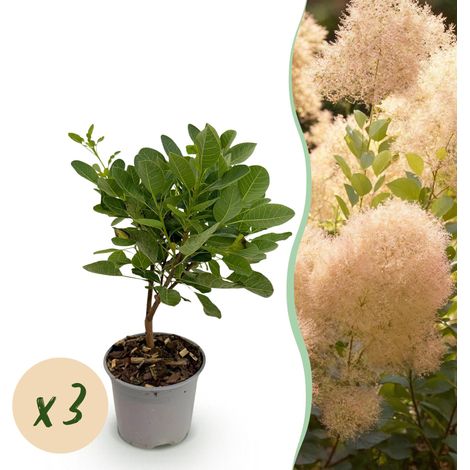 Cotinus coggyria Young Lady Arbre à Perruque Lot de 3 Plantes de Jardin et Balcon Vert 35cm Pot 12cm - PANGIVO (1/5)