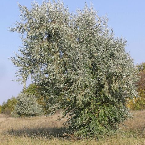 Elaeagnus angustifolia - Olivo di Boemia, olivagno - alveolo forestale (1/2)