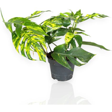 Gardenaria Epipremnum pinnatum 'Cintho goldfinger' - Pianta da interno ornamentale - Altezza: 30 cm (vaso 17) (1/5)
